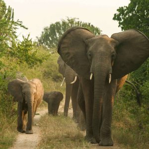 Uganda wildlife safaris