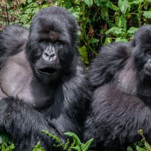 Gorilla Safaris in Uganda