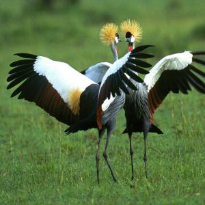 Birding Safaris in Uganda