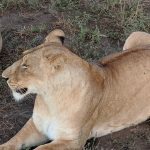 An African Lion, Big Five