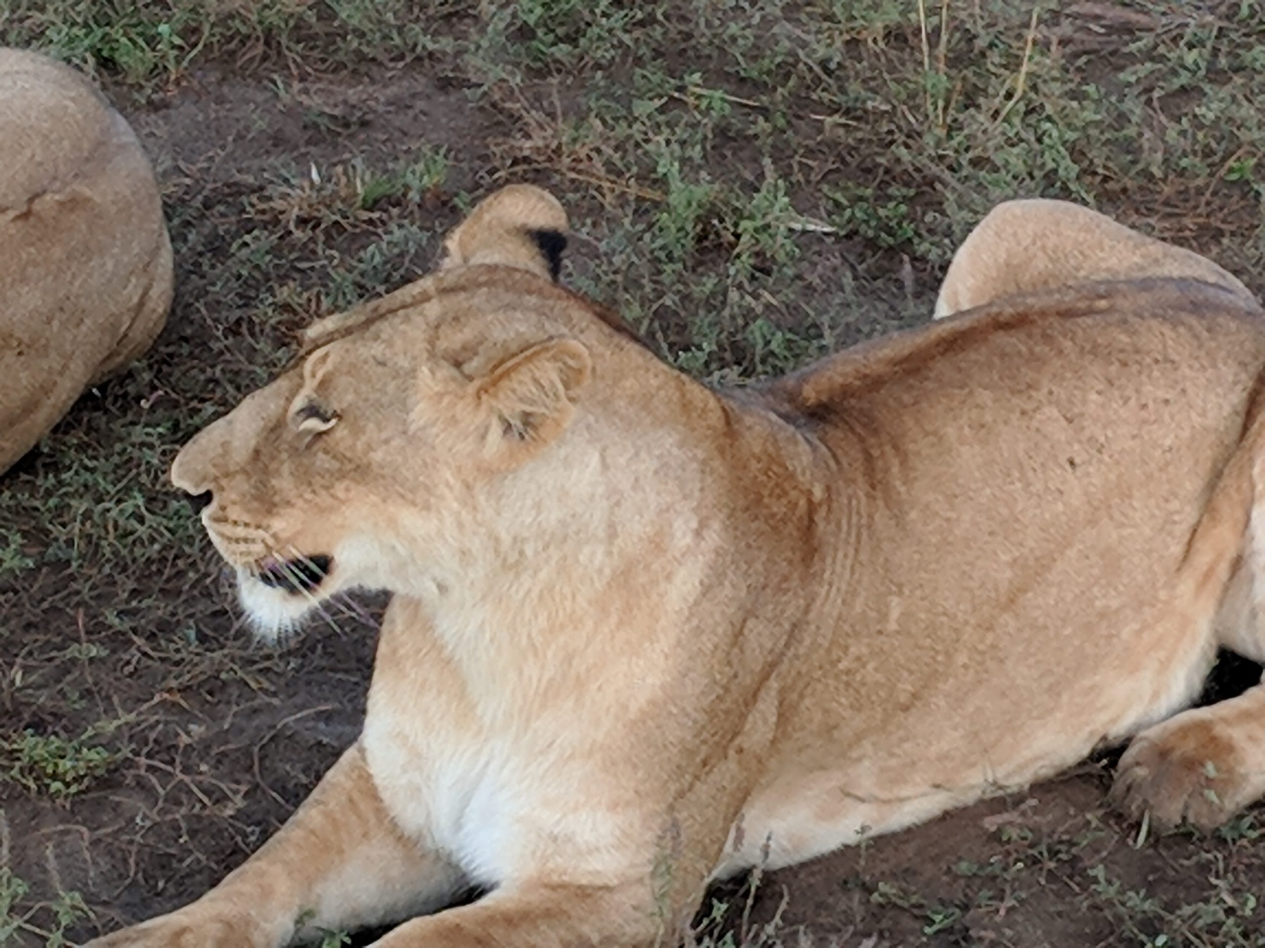 An African Lion, Big Five