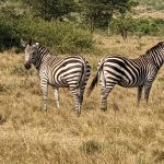 zebras at Lake Mburo NP (1)
