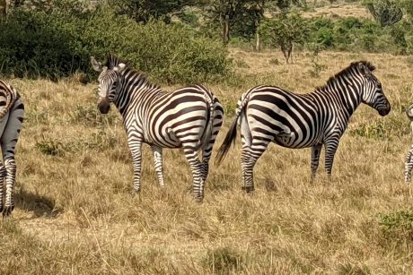 zebras at Lake Mburo NP (1)