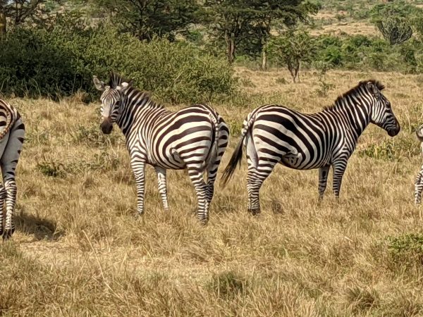 zebras at Lake Mburo NP (1)