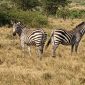 zebras at Lake Mburo NP (1)
