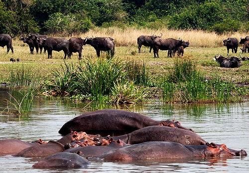 9-Day Northern Uganda & Central Highlands Cultural Safari