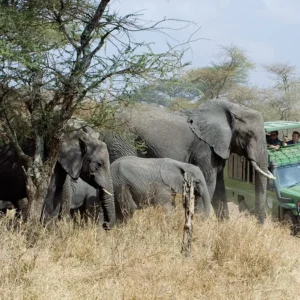 9-Day Ultimate Uganda Safari — Coffee, Gorillas, Birds & Culture
