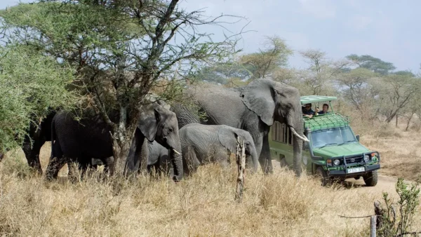 9-Day Ultimate Uganda Safari — Coffee, Gorillas, Birds & Culture