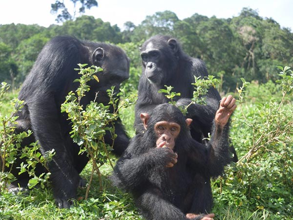 9-Day Uganda Explorer — Coffee, City, Culture & Wildlife