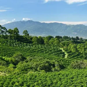 9-Day Cultural & Nature Safari — Coffee, Mountains & Wildlife