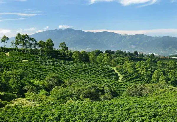 9-Day Cultural & Nature Safari — Coffee, Mountains & Wildlife